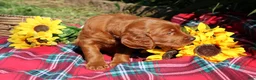 Mixed Breed dogs for sale: Rocky - Irish Goldendoodle  - Ad 9