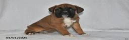 Boxer dogs for sale: Skyla - Ad 3