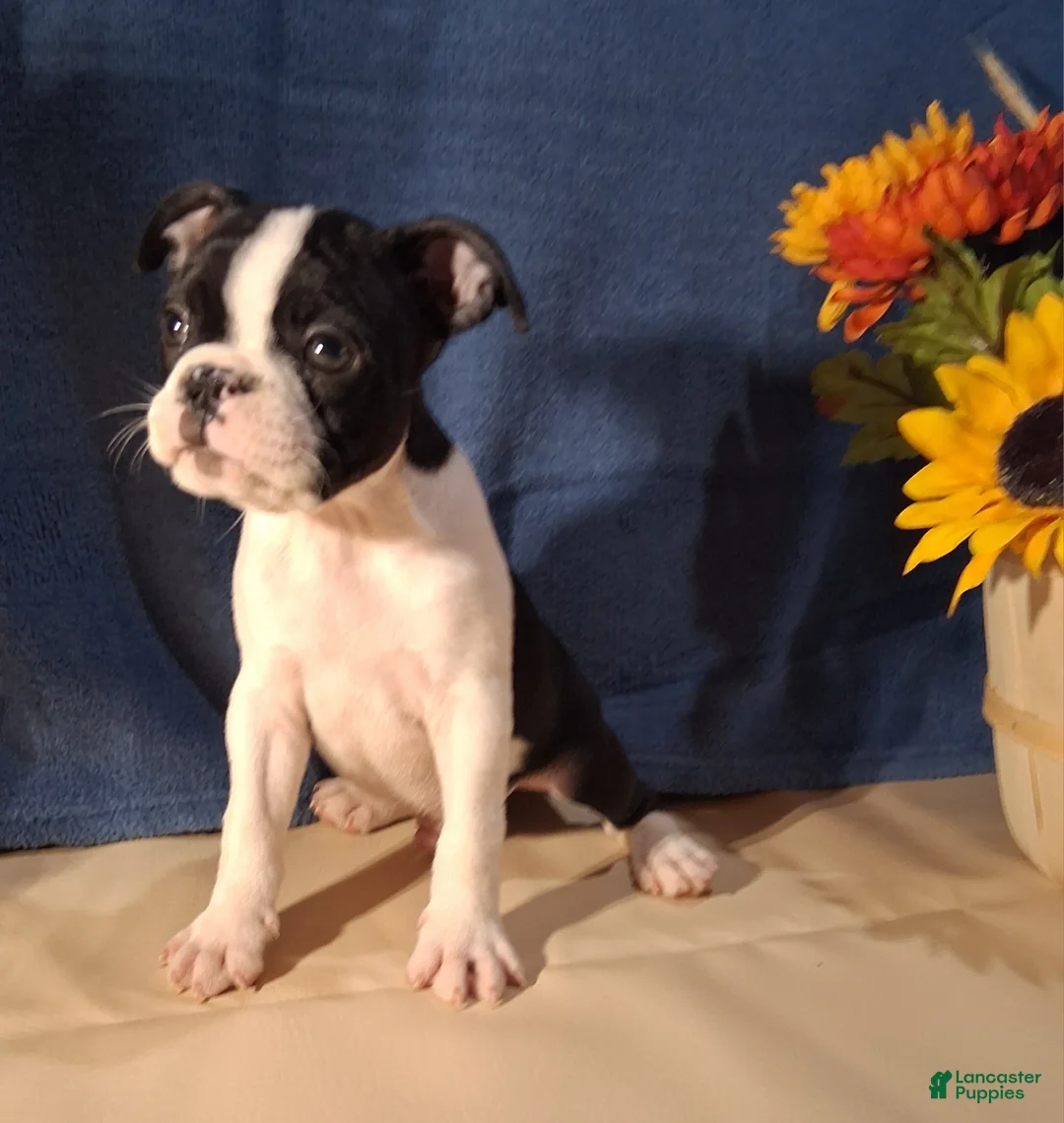 Boston Terrier dogs for sale: Eric - Ad 7