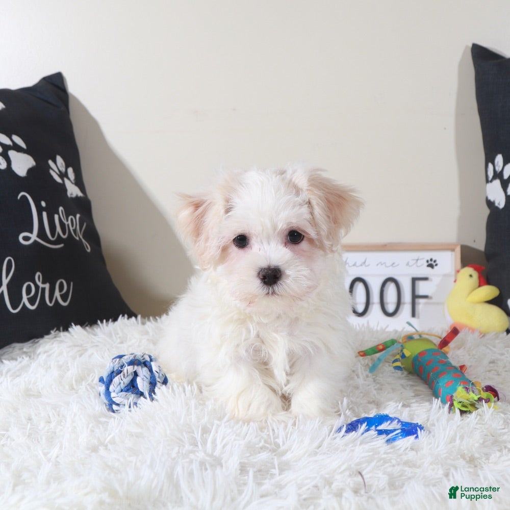 Havanese dogs Havanese Puppy Bandit - Ad 4