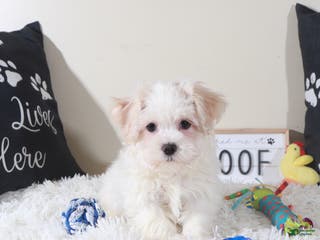 Havanese dogs Havanese Puppy Bandit - Ad 6