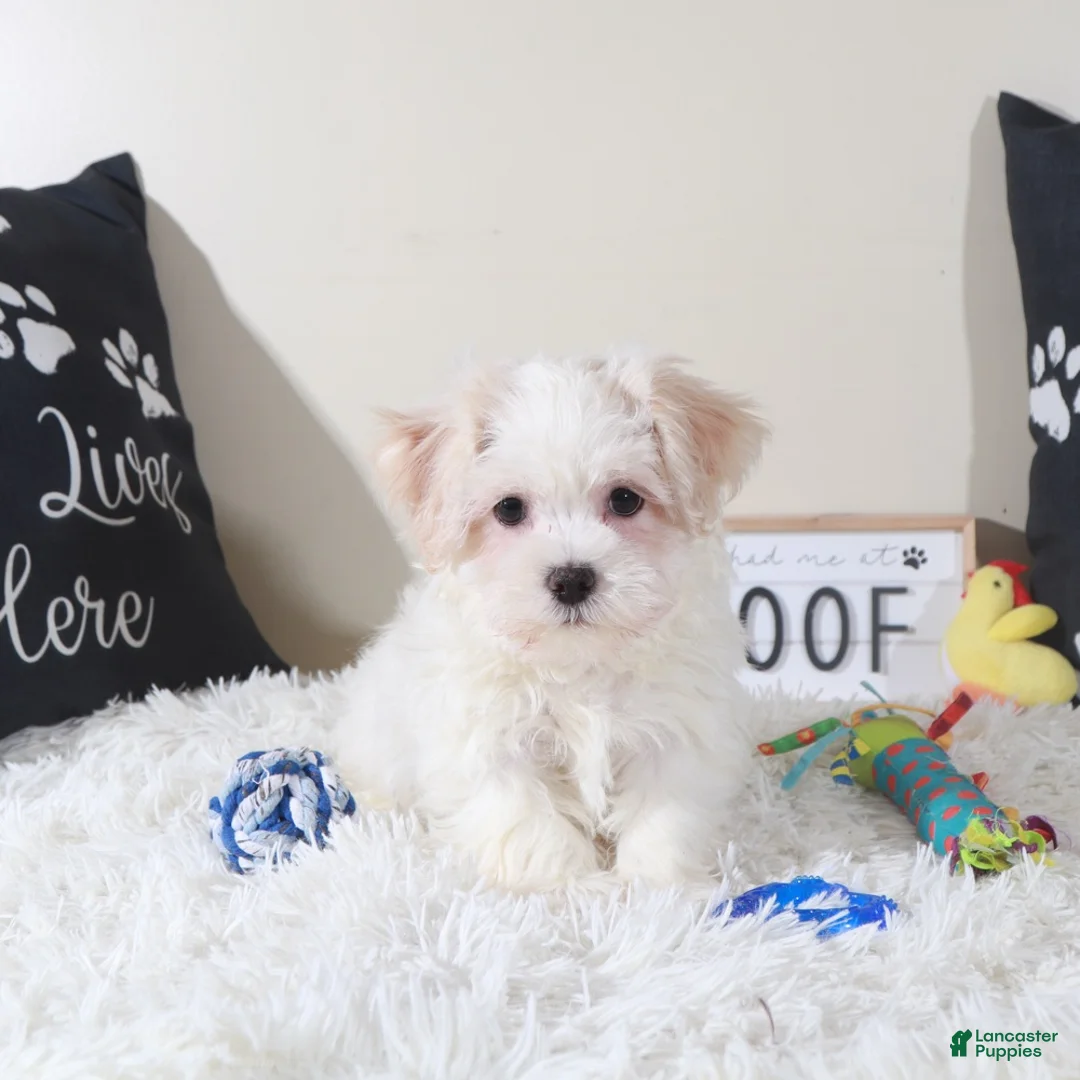 Havanese dogs for sale: Havanese Puppy Bandit - Ad 1