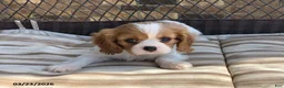 Cavalier King Charles Spaniel dogs for sale: Benny - Ad 3