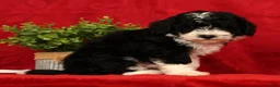 Mini Sheepadoodle dogs for sale: Tucker - Ad 5