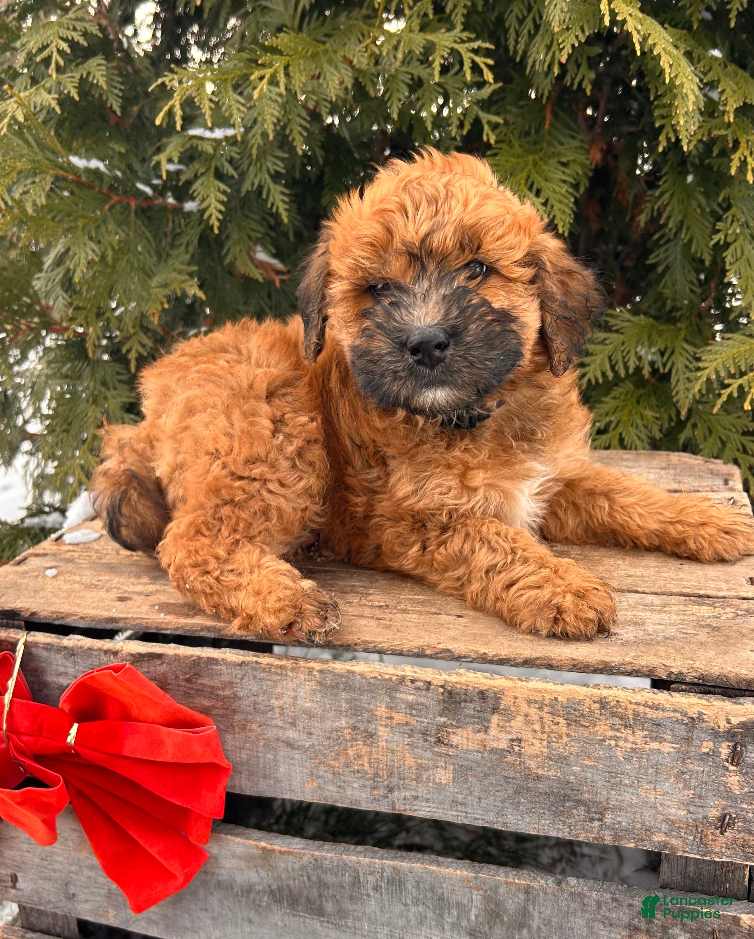 Whoodle dogs Eden - Ad 9