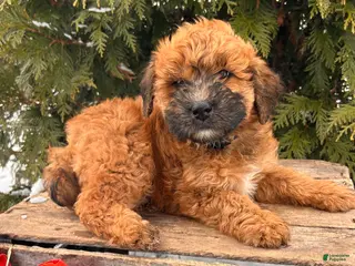 Whoodle dogs Eden - Ad 11