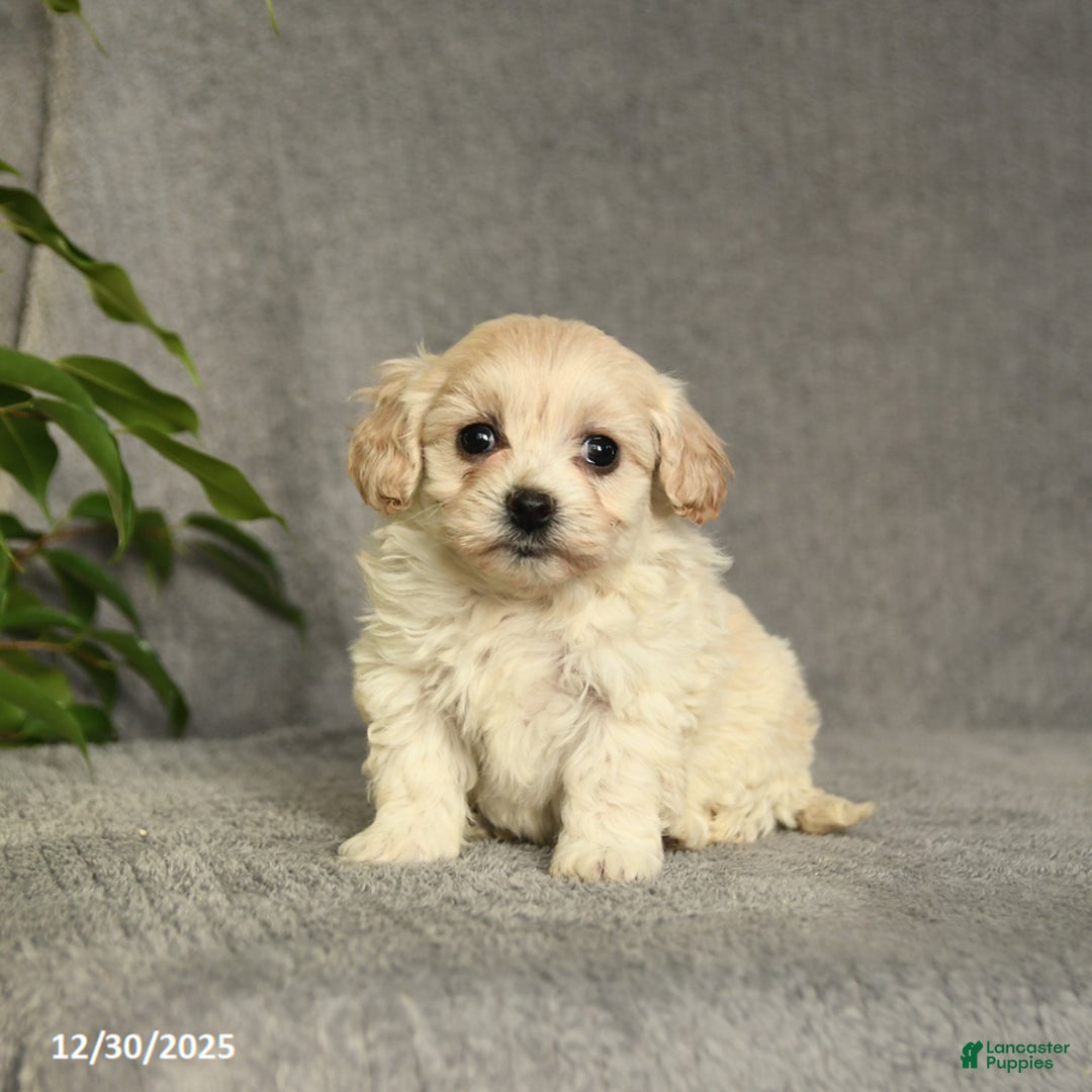 Cockapoo dogs for sale: Tracy - Ad 2