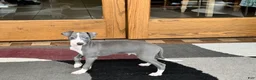 Italian Greyhound dogs for sale: Mj - Ad 7