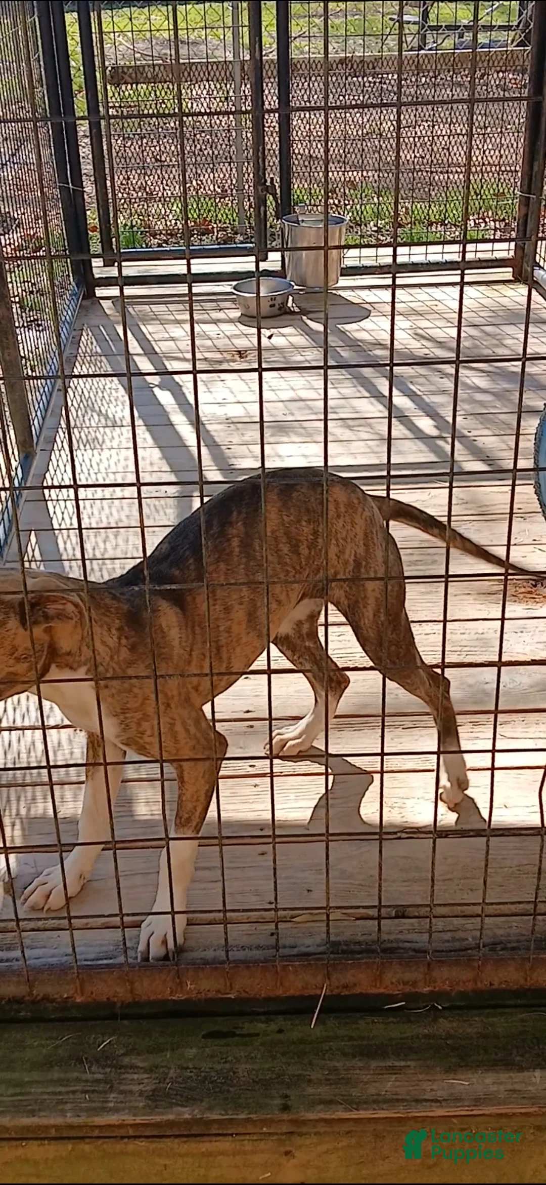 American Pit Bull Terrier dogs for sale: American Pit Bull Terrier Puppy 1 - Ad 5