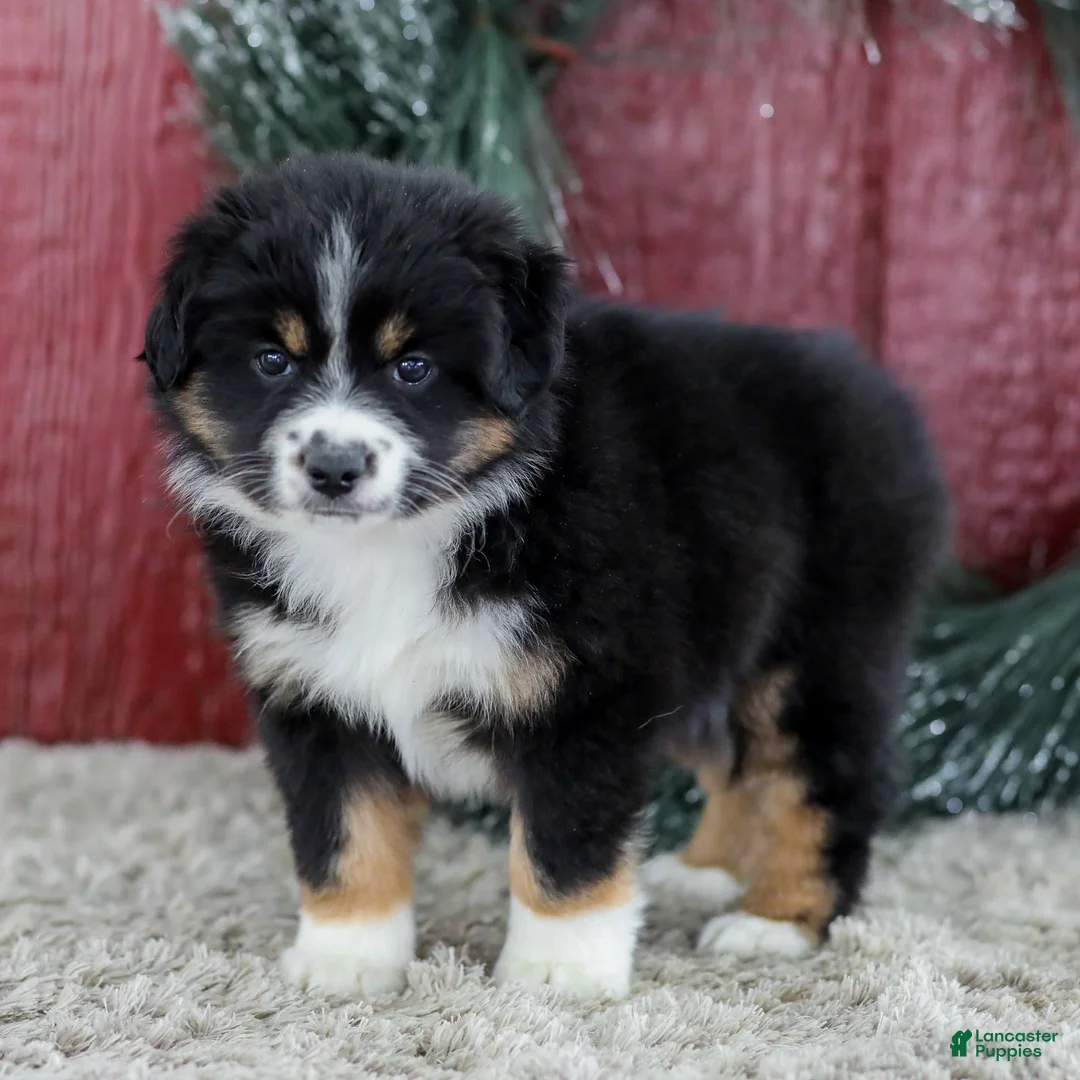 Miniature Australian Shepherd dogs for sale: Chloe - Ad 1