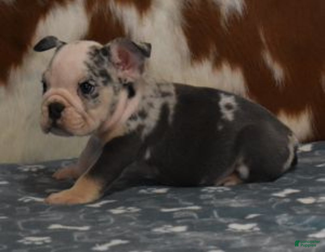 English Bulldog dogs for sale: BESS, BLUE TRI FEMALE - Ad 10