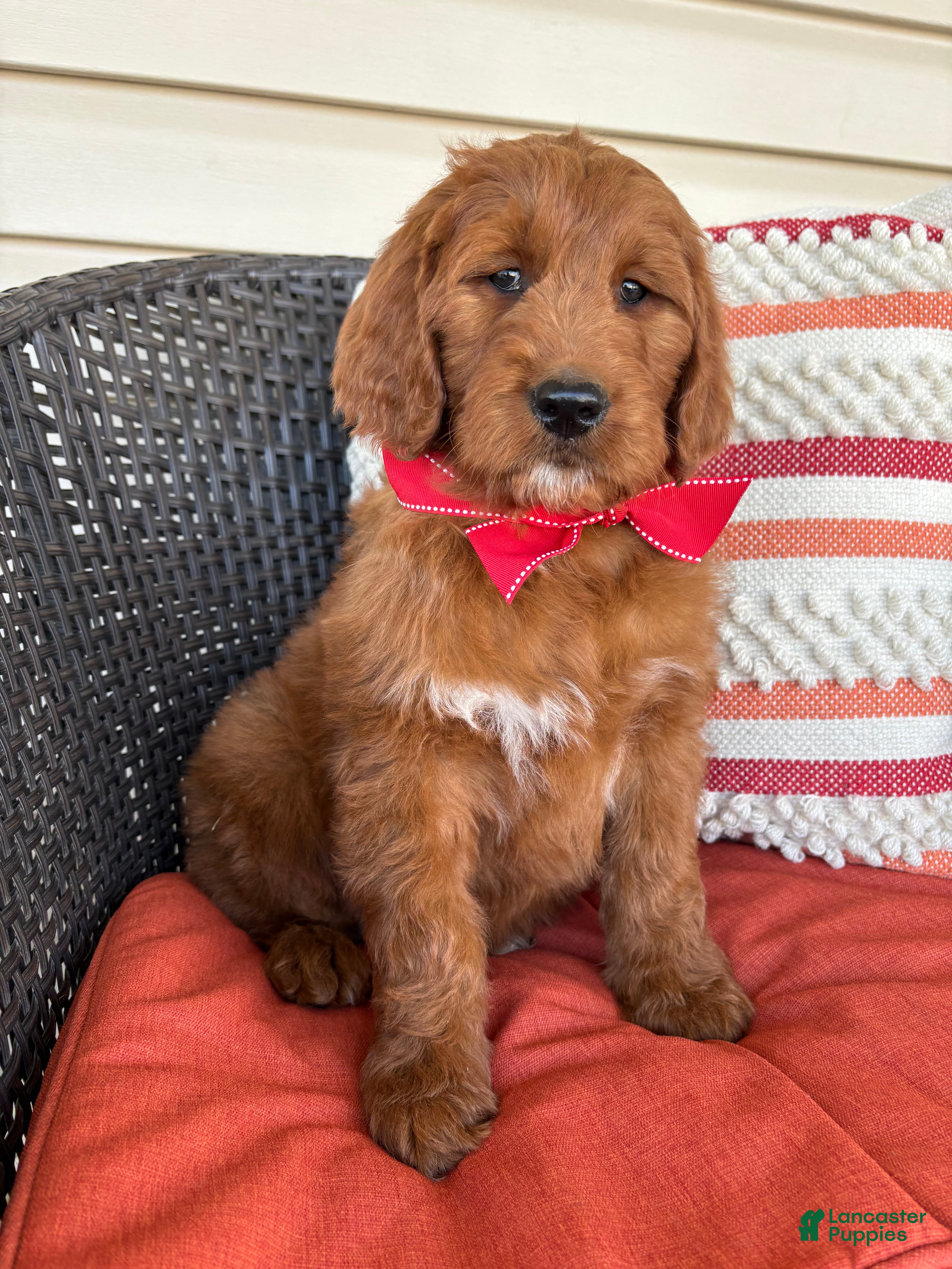 Goldendoodle dogs Kash - Ad 1