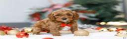 Cockapoo dogs for sale: Hudson - Ad 3