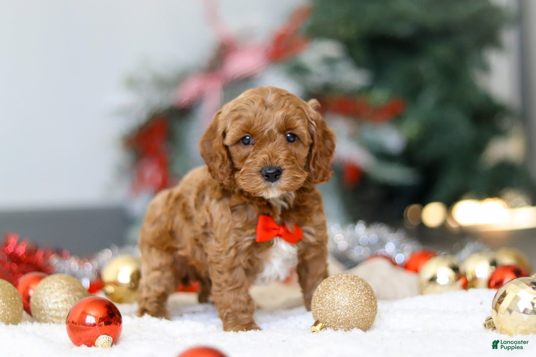 Cockapoo dogs for sale: Hudson - Ad 3