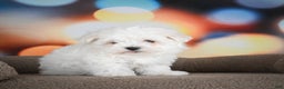 Maltese dogs for sale: Boaz - Ad 1