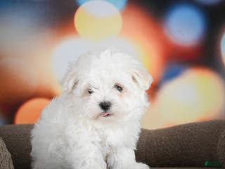 Maltese dogs Boaz - Ad 42