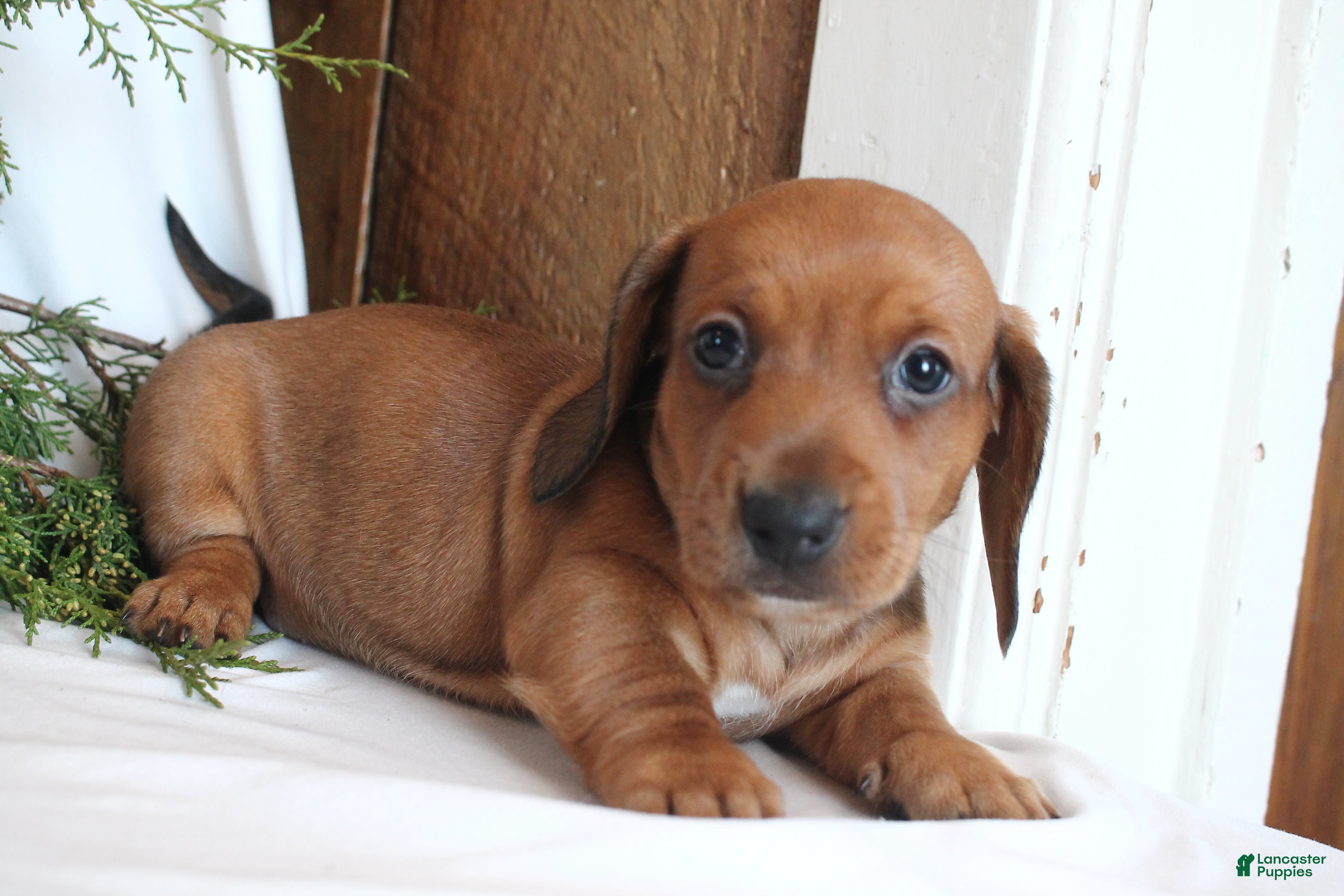 Dachshund dogs Valentino - Ad 40
