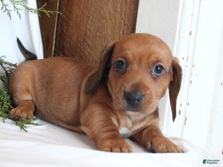 Dachshund dogs Valentino - Ad 40