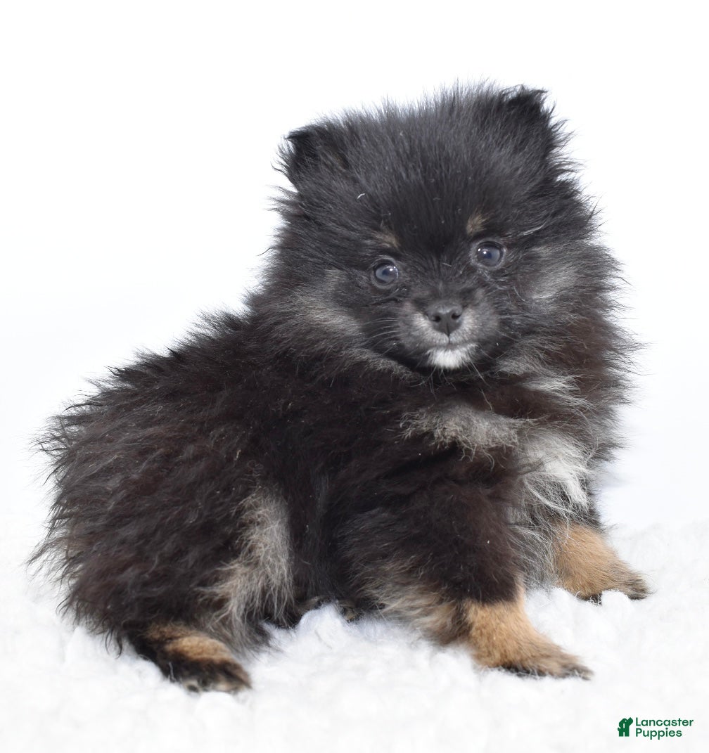 Pomsky dogs Brisa - Ad 3