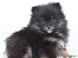 Pomsky dogs Brisa - Ad 3