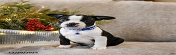Boston Terrier dogs for sale: Chipper - Ad 3
