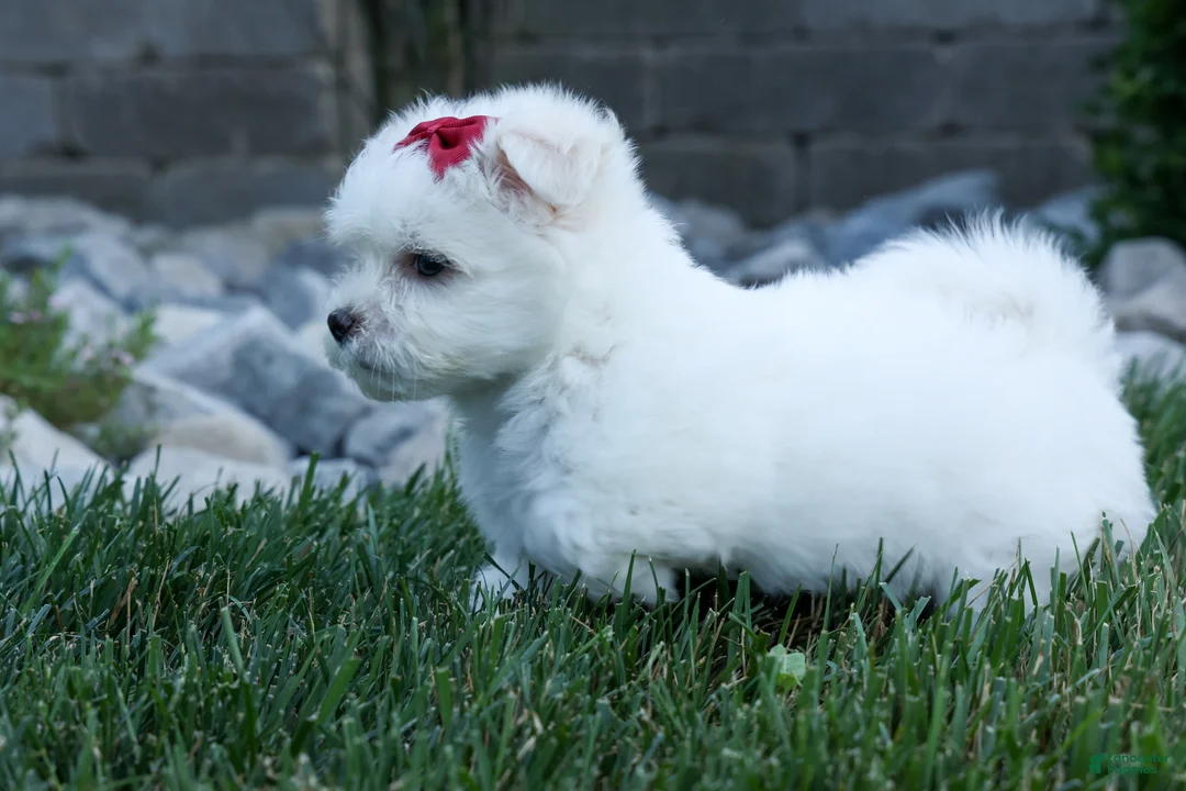 Maltese dogs for sale: CUTIE - Ad 1