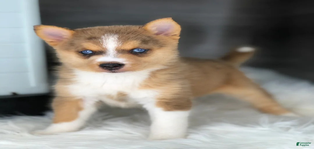 Gallery Image {{count}}