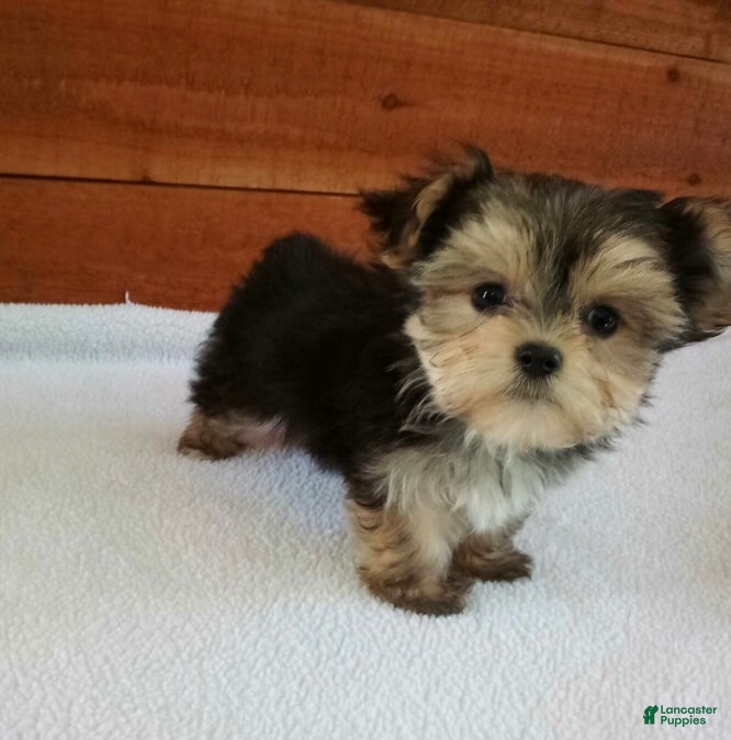 Morkie dogs Ace - Ad 1