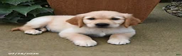 Golden Retriever dogs for sale: Rebel - Ad 5