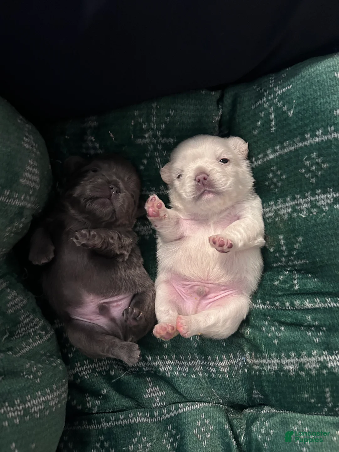 French Bulldog dogs for sale: French Bulldog Puppy 4 - Ad 4