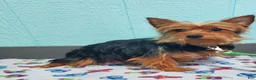 Yorkshire Terrier dogs for sale: Waldo - Ad 8