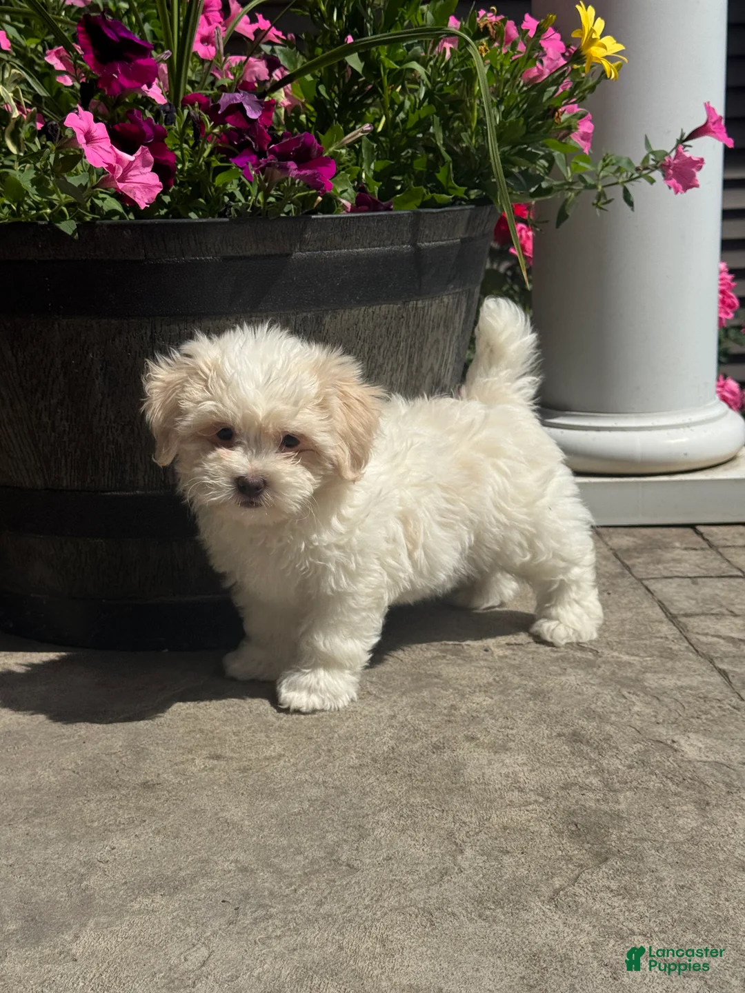 Teddy Bear dogs for sale: Jasmine  - Ad 2