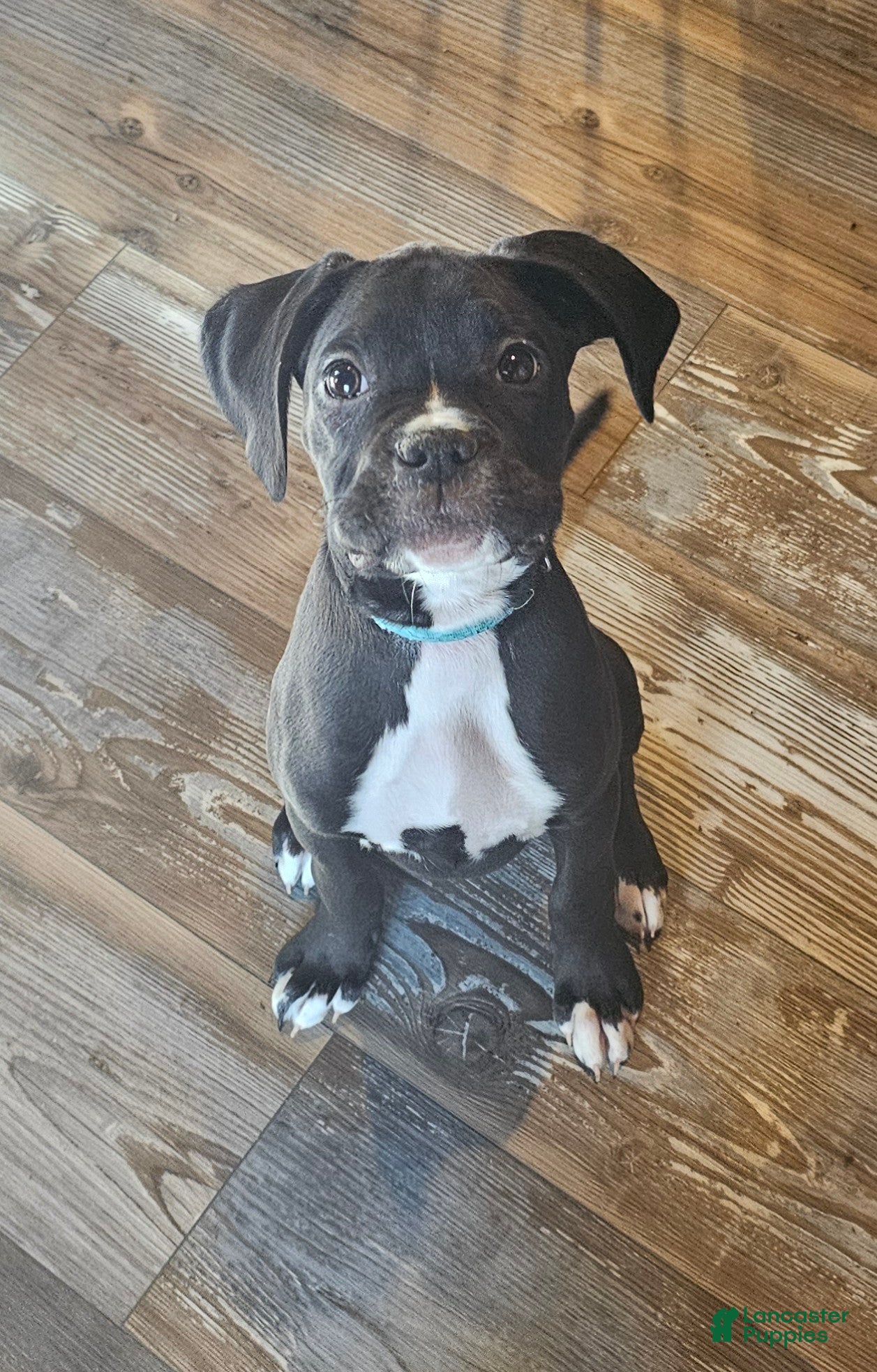 Boxer dogs Itsy - Ad 2