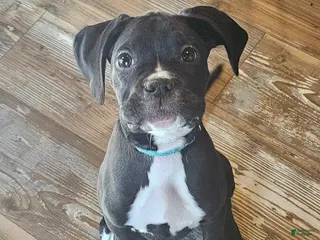 Boxer dogs Itsy - Ad 2