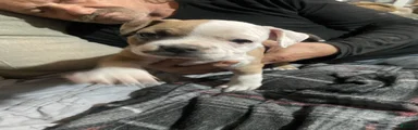 The Runt