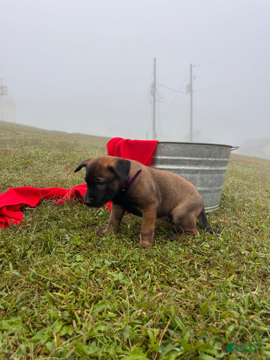 Belgian Malinois dogs for sale: Mocha ❤️alpha Akc Beauty 717-202-9120 - Ad 4