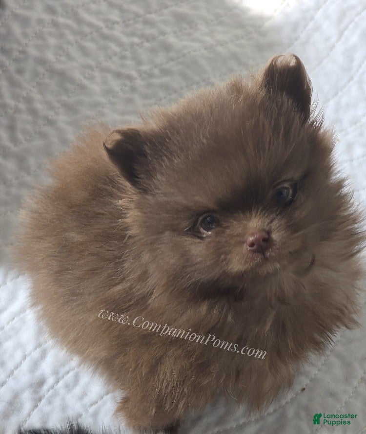 Pomeranian dogs CJ - Chocolate Pomeranian Puppy! - Ad 2