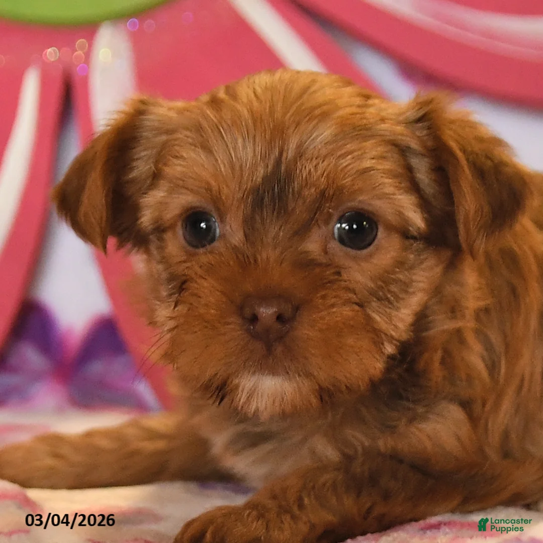 Yorkshire Terrier dogs for sale: Lizzy - Ad 2