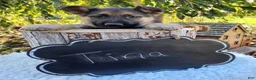 German Shepherd dogs for sale: Tina - Ad 4