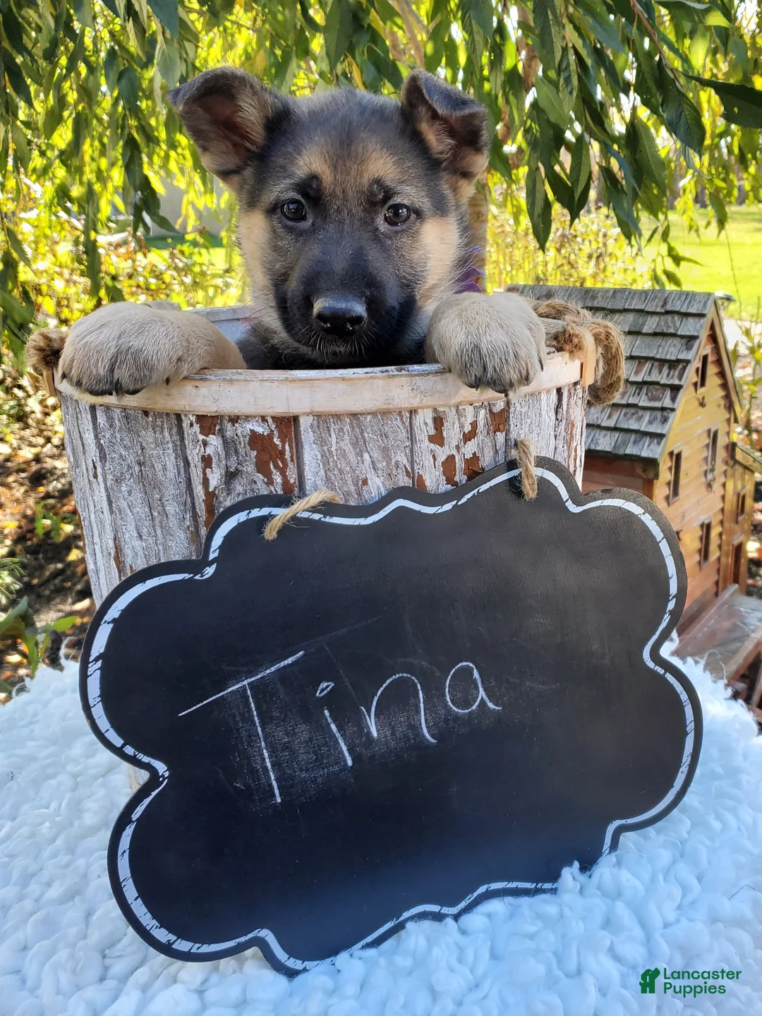 German Shepherd dogs for sale: Tina - Ad 4