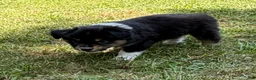 Australian Shepherd dogs for sale:  Bruno - Ad 5