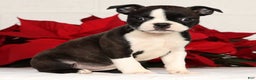 Boston Terrier dogs for sale: Ellie - Ad 1