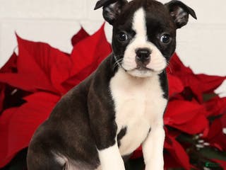 Boston Terrier dogs Ellie - Ad 15