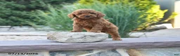 Miniature Poodle dogs for sale: Hawk - Ad 1