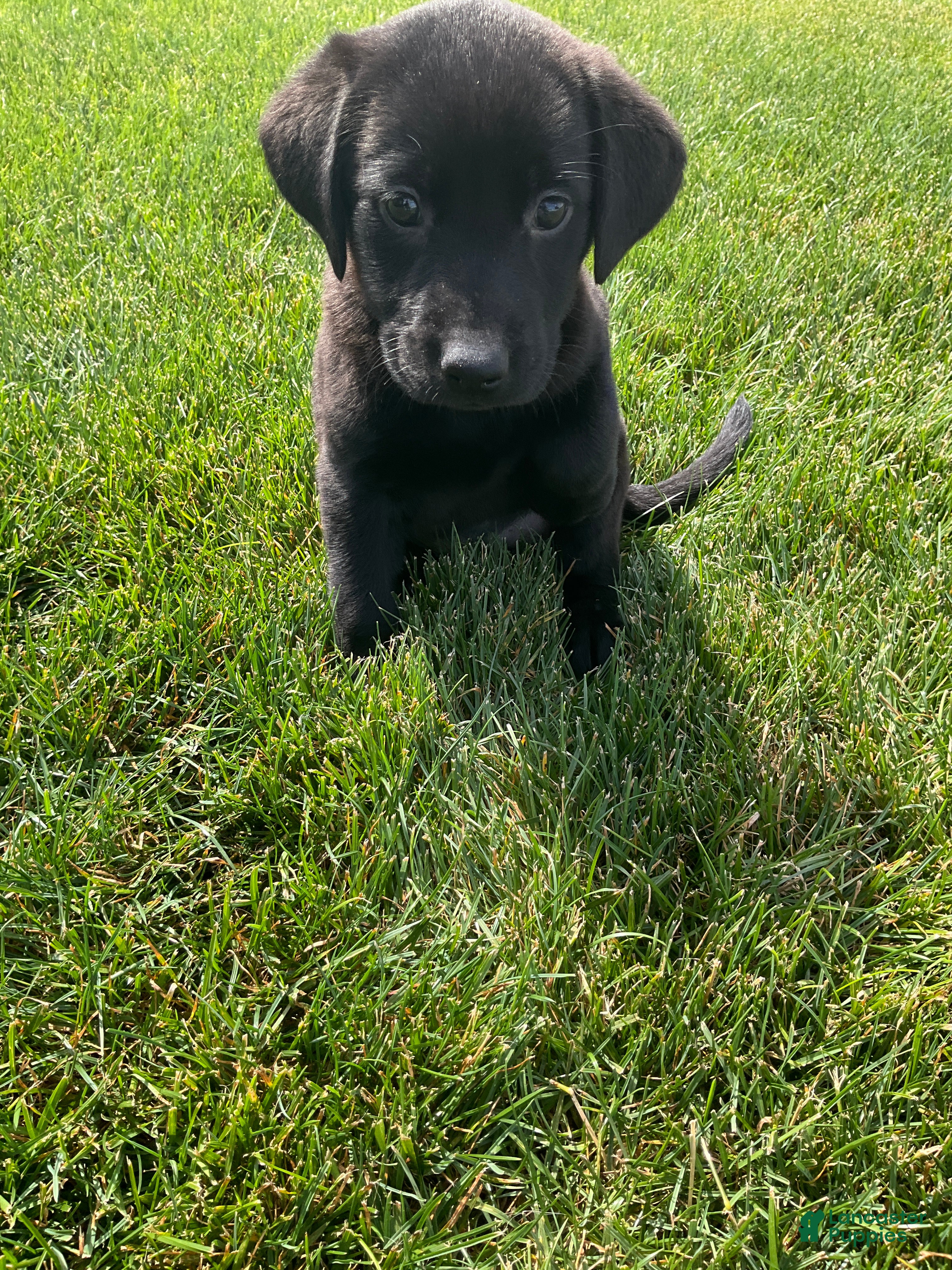 Labrador Retriever dogs Dottie - Ad 2