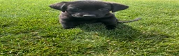 Labrador Retriever dogs for sale: Dottie - Ad 2