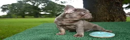French Bulldog dogs for sale: French Bulldog 1 - Ad 2