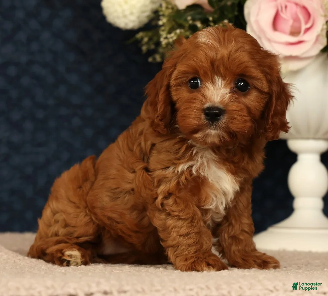 Cavapoo dogs for sale: Lilly - Ad 1