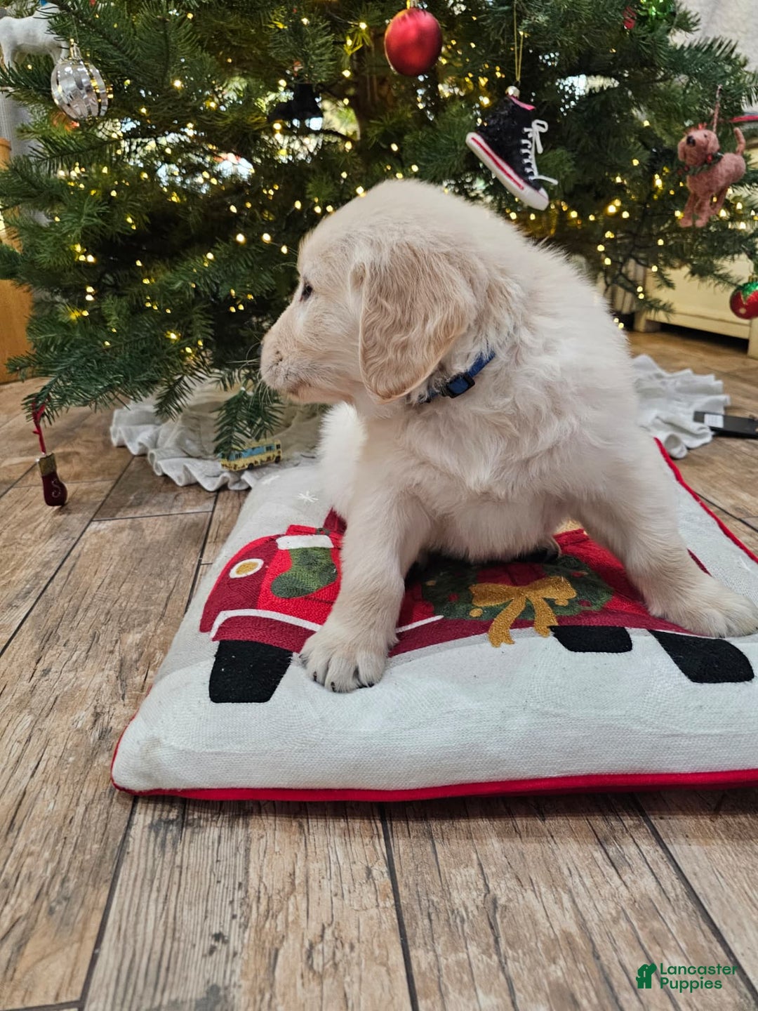 Golden Retriever dogs for sale: Golden Retriever Puppy 3 - Ad 4