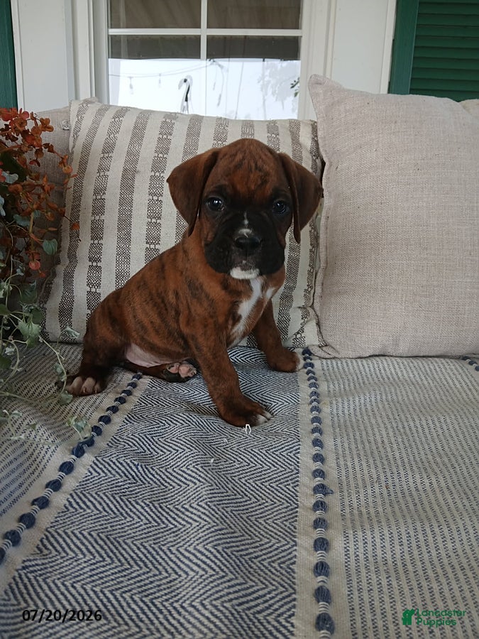 Boxer dogs Riley - Ad 1
